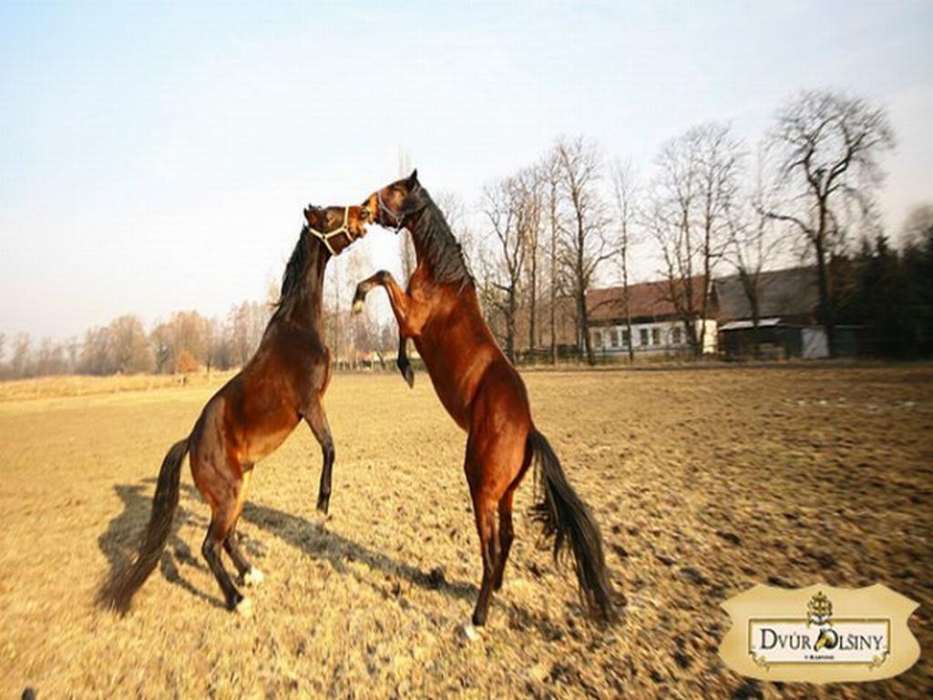 Dvur Olsiny -Hotel And Horse-Riding Karviná Exterior photo